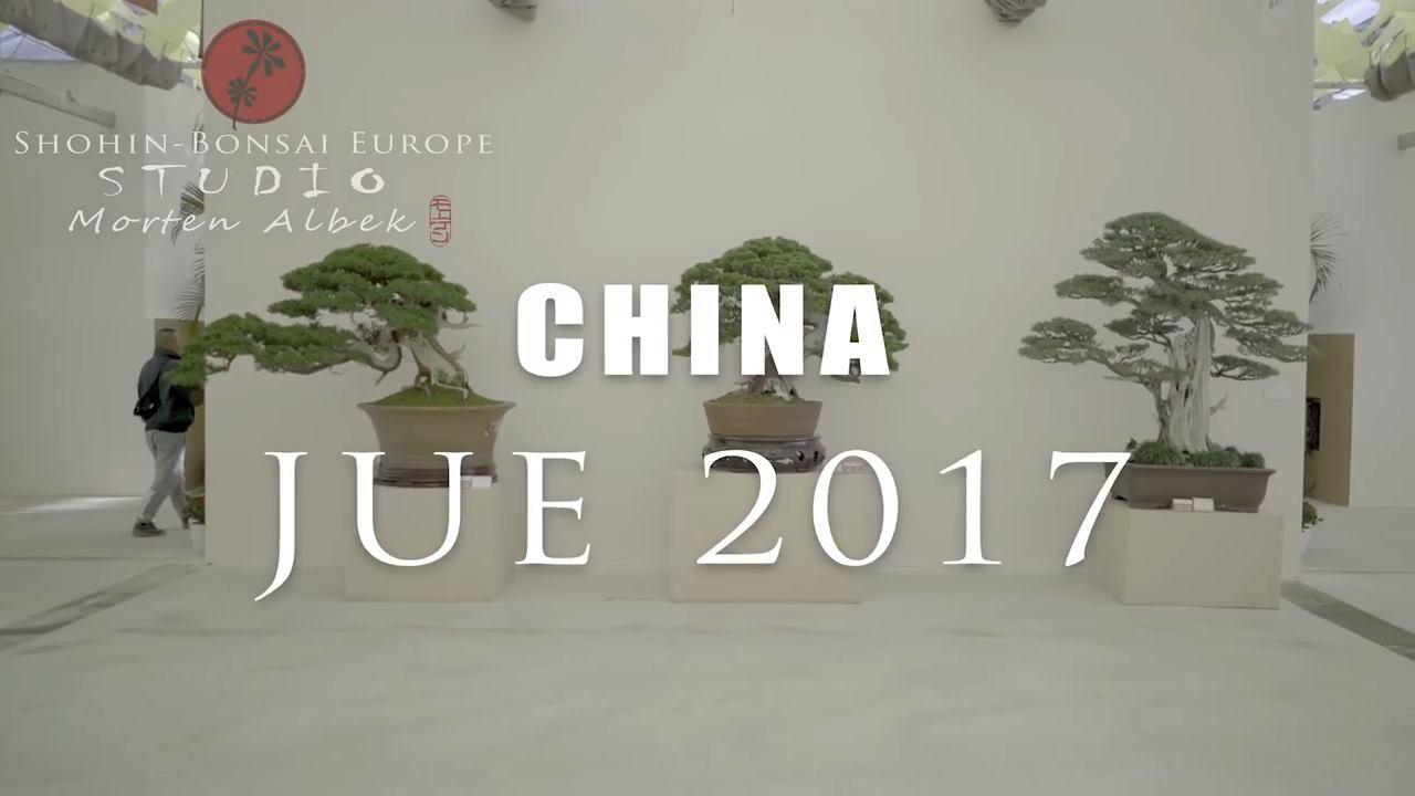 中国盆景比不上日本的? 只是太低调, 连视频都懒得拍