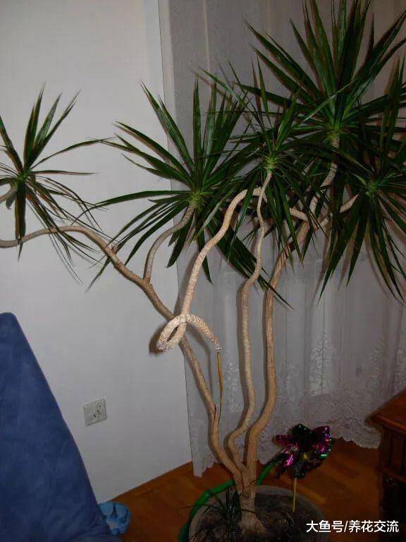 高大别致的热带大型盆栽千年木, 净化空气能力好