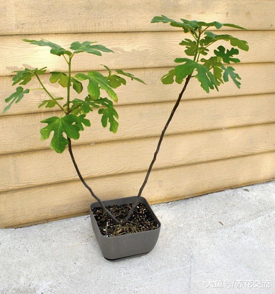 可以在花盆里养护的几种观赏树木, 养成家里的大型盆栽