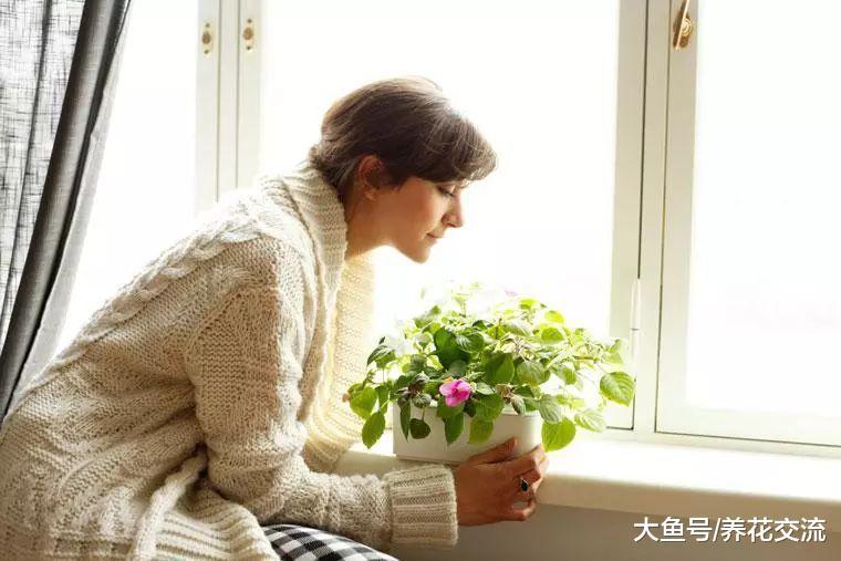 园艺新手掌握这些养花技巧, 室内植物都能轻松养护