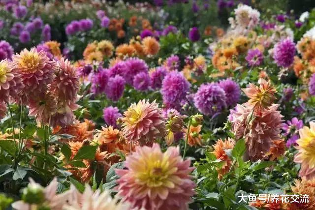 大丽花养在院子里比向日葵还美, 用这些方法养护可以年年开花