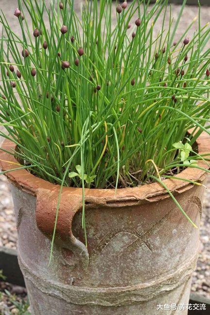 8种养在花盆里可以多年生长的草本蔬菜, 不养几盆就亏大了