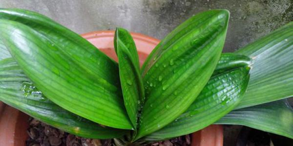 君子兰烂叶不用愁, 这样一处理, 伤口很快就会愈合!