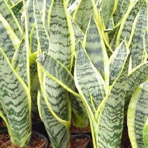 “吸甲醛”最强的4种“植物”, 不是绿萝, 养过1种就算“值”!