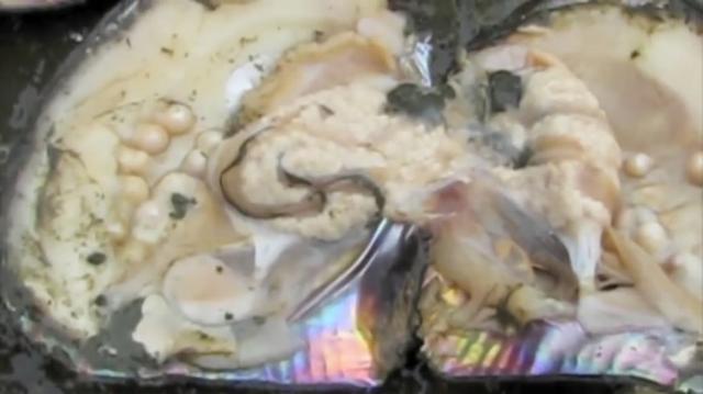 女子海边散步捡到大贝壳, 打开一看, 却是让她喜出望外