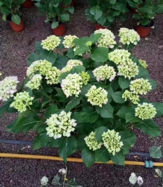 绣球花越养越绿? 这样修剪掉, 秋后还能开一茬!