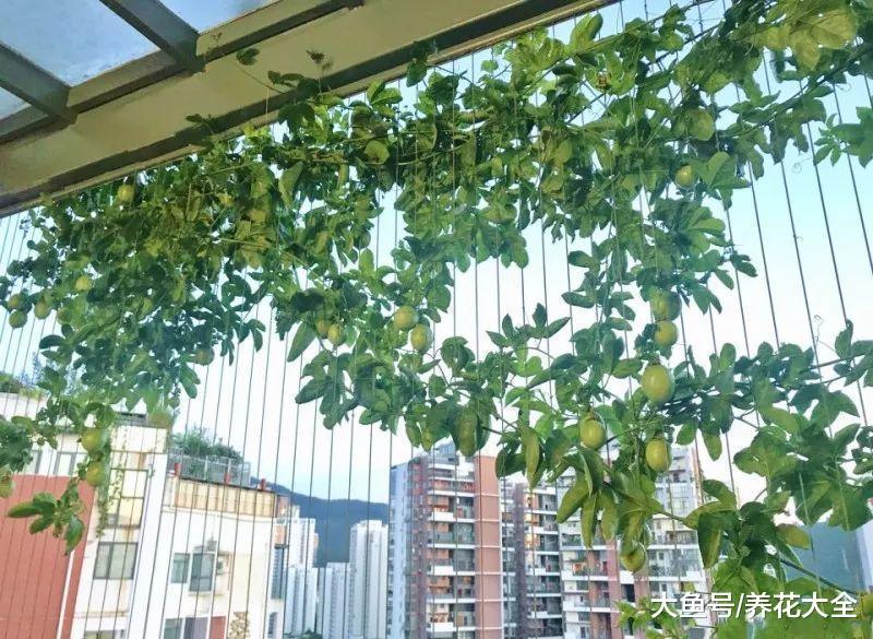 爬藤开花还结果, 夏天种1棵, 小阳台变百果园!
