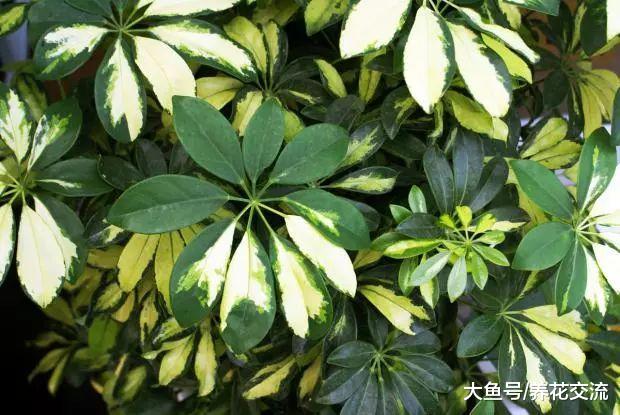 叶子斑斓的花叶鸭脚木能养成盆栽, 还能很好地净化空气