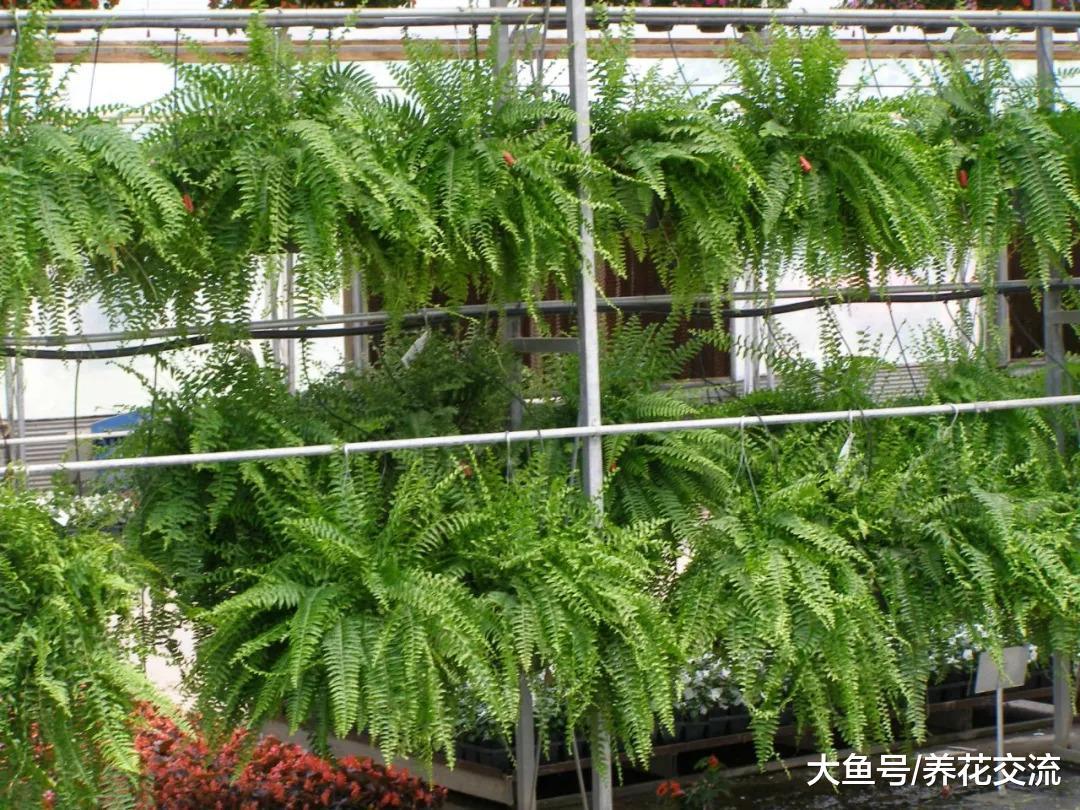 室内常见的几种植物的浇水方法, 怎么养护才最好看呢?