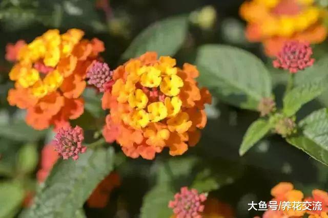 如果你喜欢橙色的花卉, 下面十种开花植物就很适合你