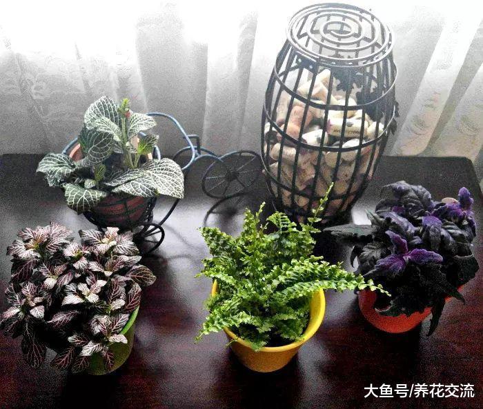 适合养阴凉处的网纹草, 作为办公室的桌面盆栽特容易养