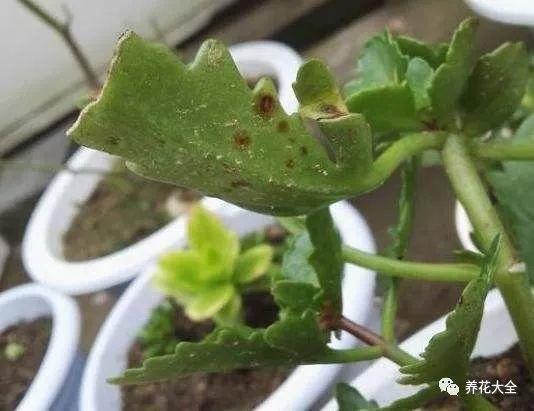 最全养花口诀! 10秒就学会, 长寿花越养越茂盛!