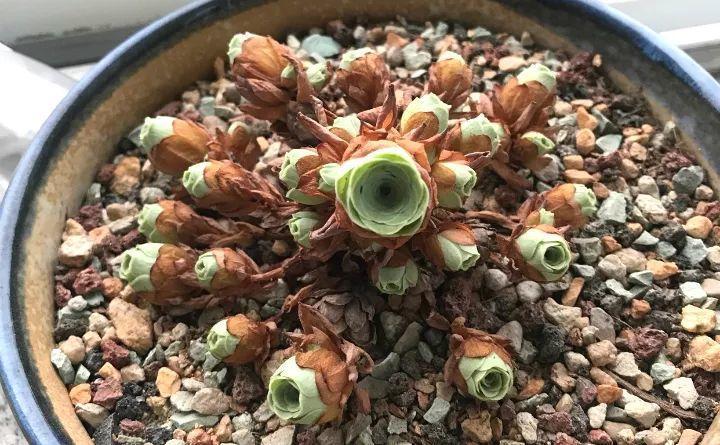 秋老虎来了, 做了这些傻事儿, 你的花立马死翘翘!