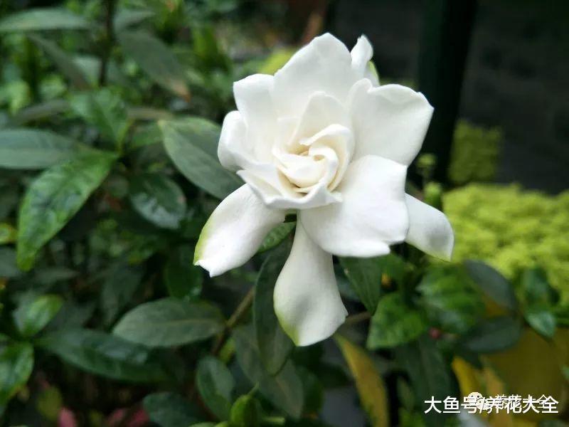 天气越来越热, 这8种花只要浇对水, 越长越茂盛!