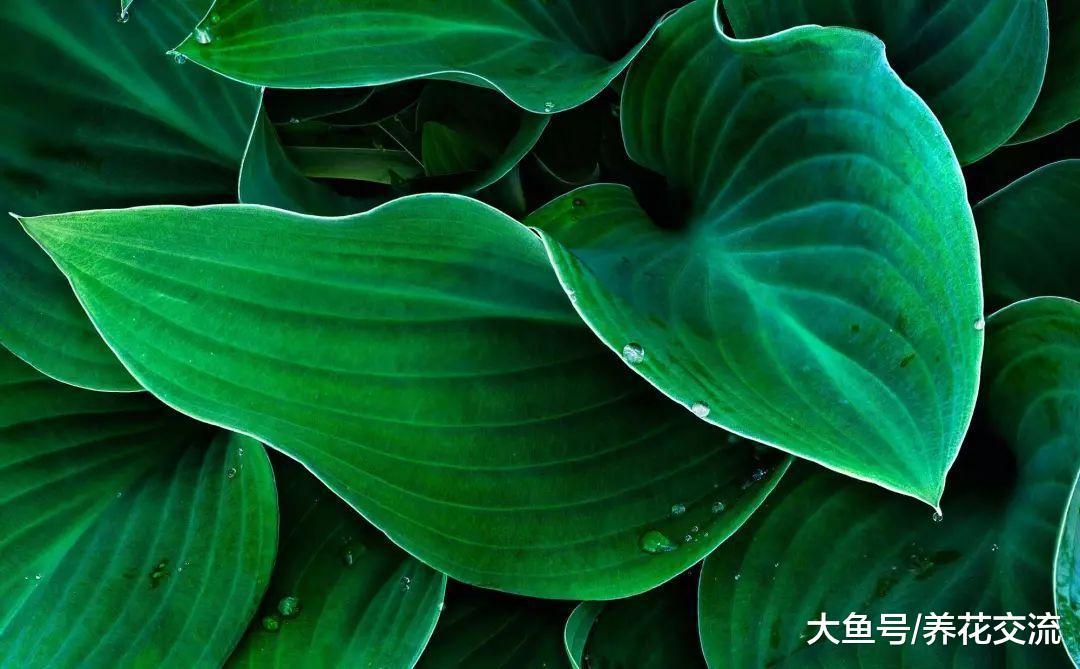 9种观赏性特别好的室内盆栽植物, 甚至可以养成吊盆