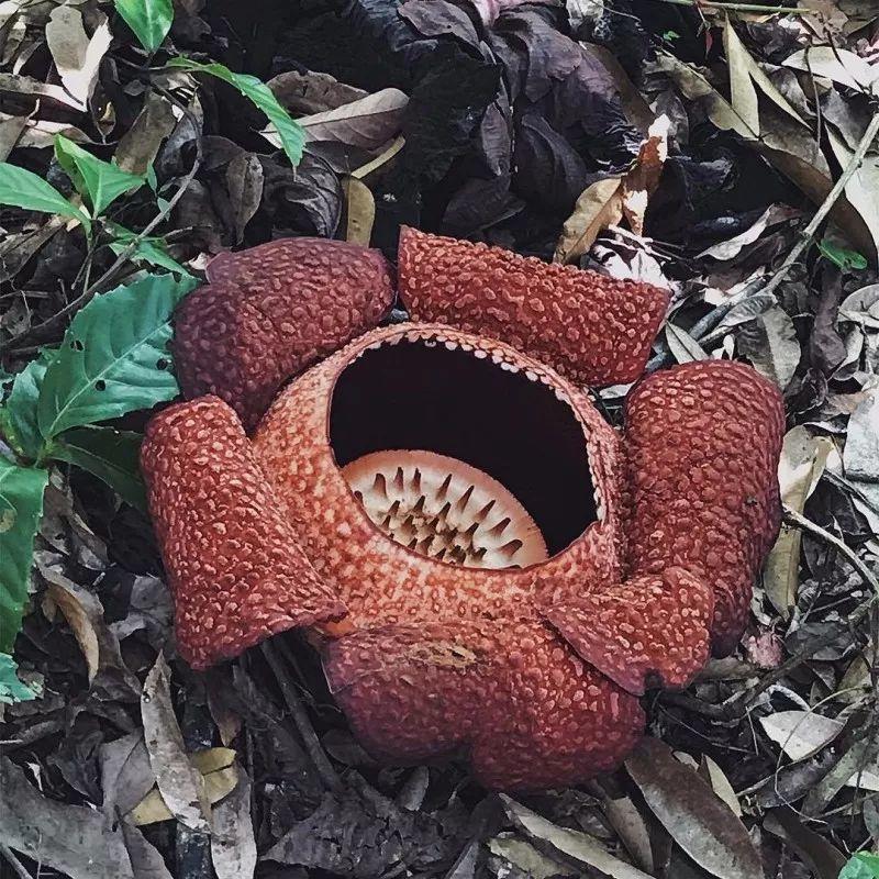 养花就选木芙蓉, 天天变颜色, 养一盆顶三盆!