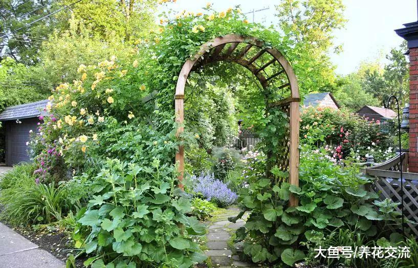 花友的草坪改造成一片玫瑰园, 种满各种月季花