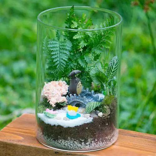 养了这么久苔藓植物的你, 知道苔藓植物为什么要养在玻璃罩瓶子里吗