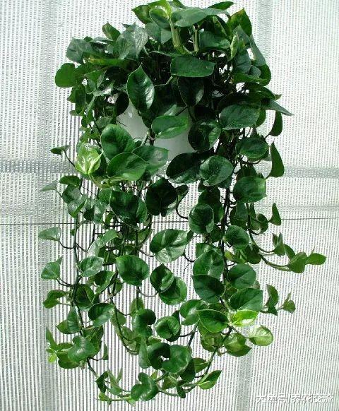 室内养一些悬挂的吊盆植物注意这几个事项, 吊兰绿萝轻松养满盆