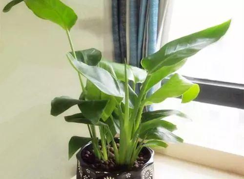 观叶植物针对不同的月份进行养护, 才能叶片常绿, 没虫没病害!
