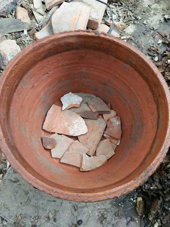 5块钱买1棵君子兰, 砍1刀冒出3个新芽, 变成群兰撑破盆!