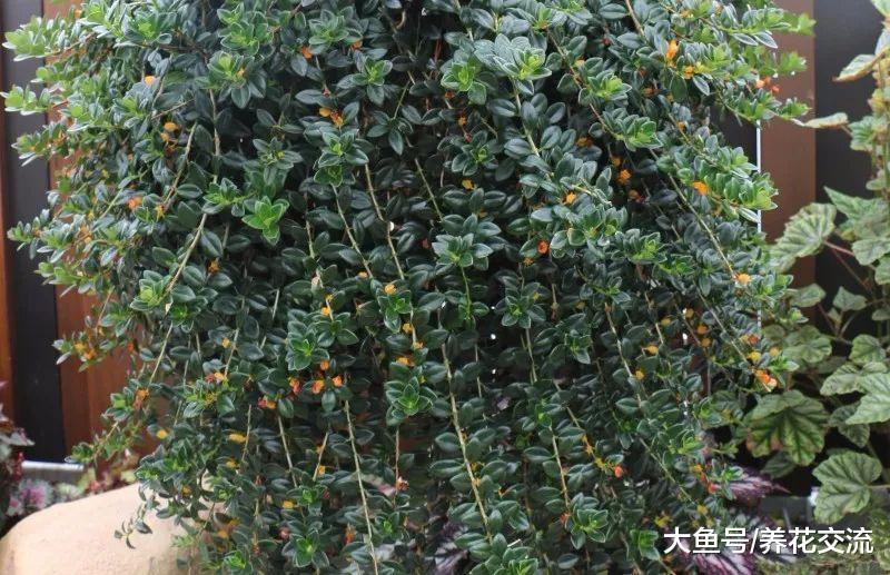 花朵像一条条金鱼的吊兰, 吊在窗台上养就能花开满枝