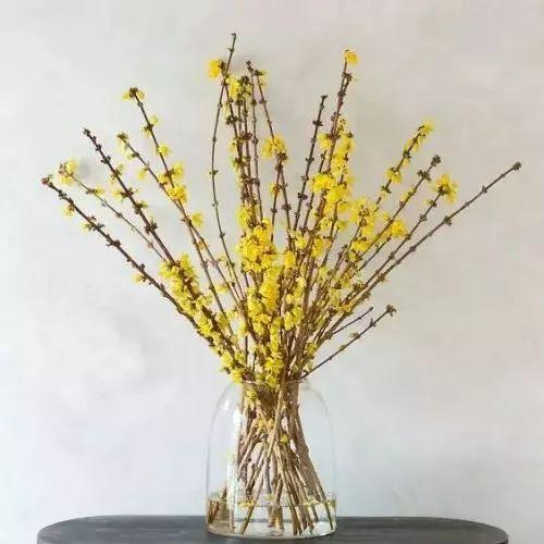 都说观花, 没有绿叶怎能衬花? 这些被花掩盖的叶子也是相当美!
