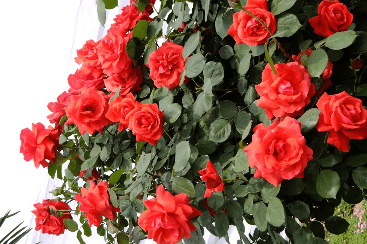 这3种花, 虽然“不出名”, 但是花能从春开到秋!