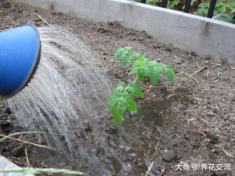 在家里养花种菜的时候适当添加泻盐, 远离叶黄, 还能不断挂果