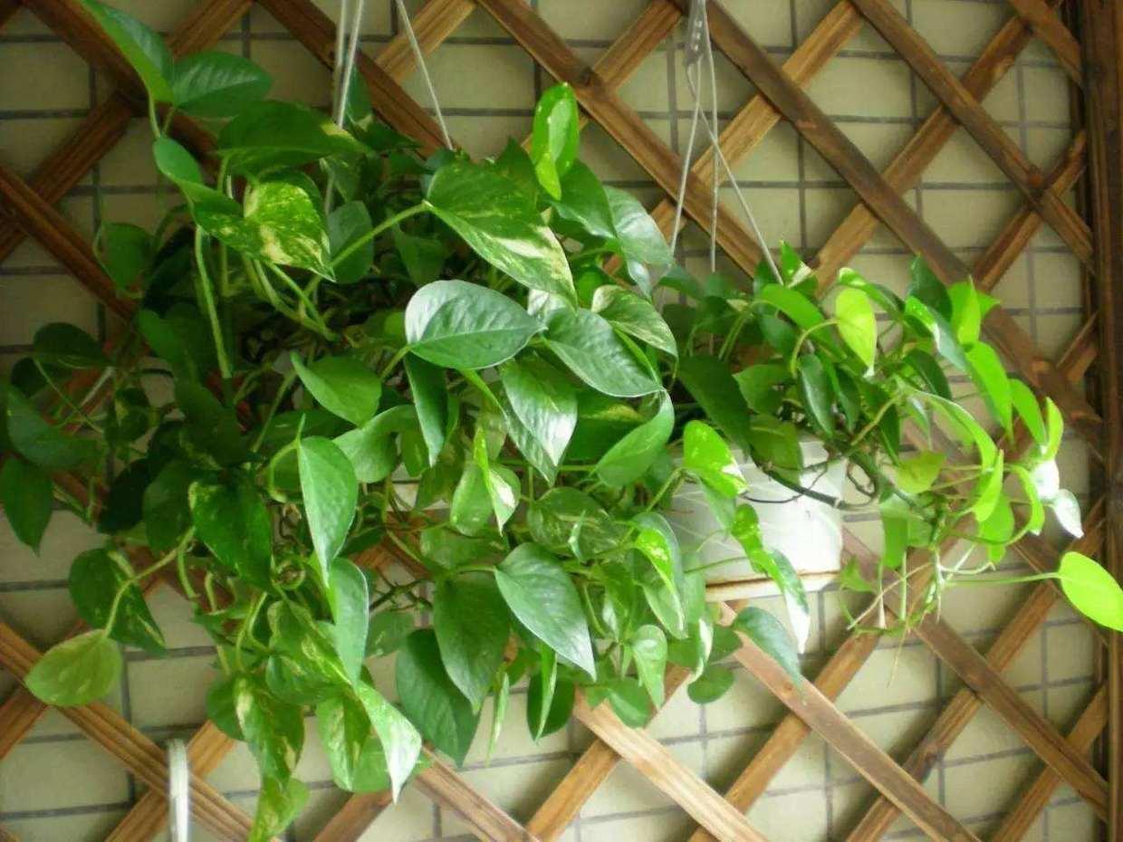 绿萝生长期不长个儿, 用这种水浇花, 叶子茂盛油亮亮!