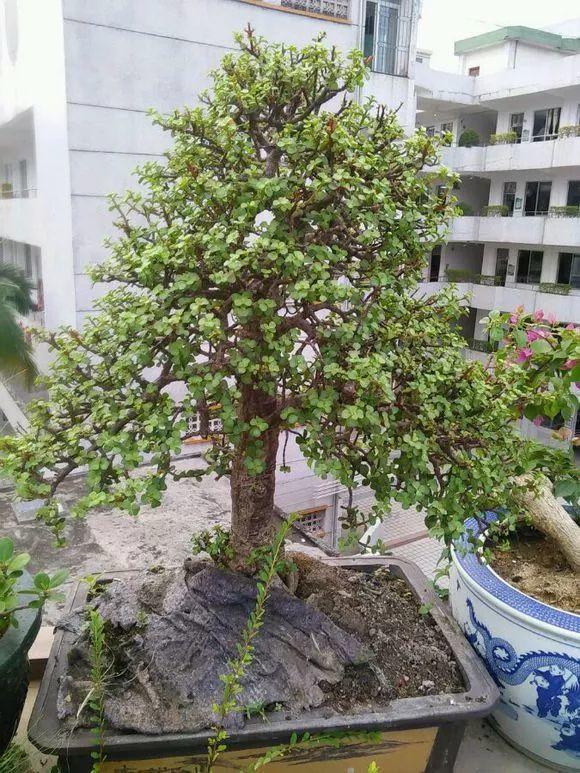 路边挖1棵马齿苋, 养40年成小树, 给多少钱也不卖!