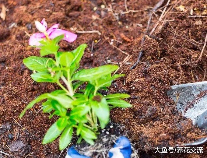 让开花植物整个夏季都有花朵观赏, 掌握这几个技巧就足够了