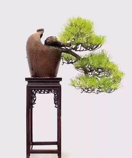 养花养久了, 破罐子破摔, 都能造出上万盆景!