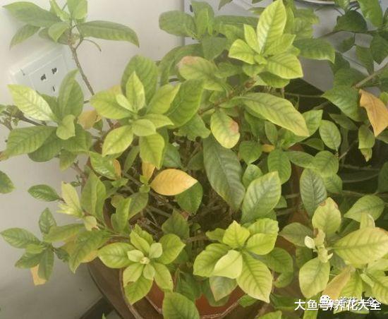 栀子黄叶了别担心, 学会这一招, 叶子变精神起来了!