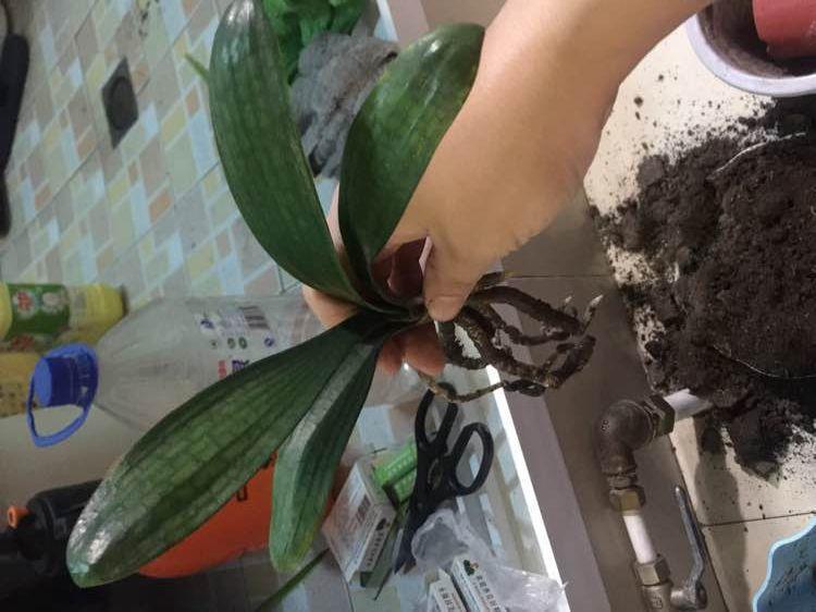 君子兰养好几年不长个, 老花农用2招, 新叶呼呼往外窜!