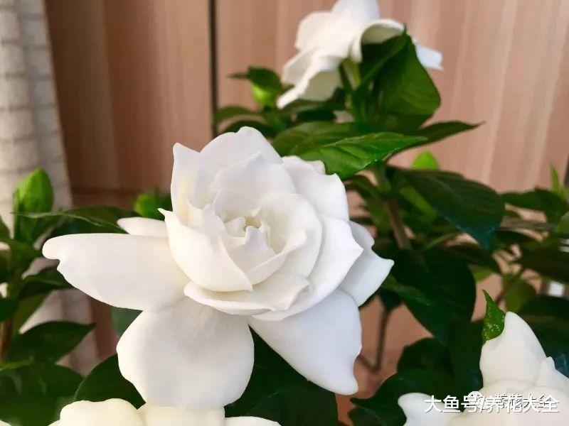 天气越来越热, 这8种花只要浇对水, 越长越茂盛!