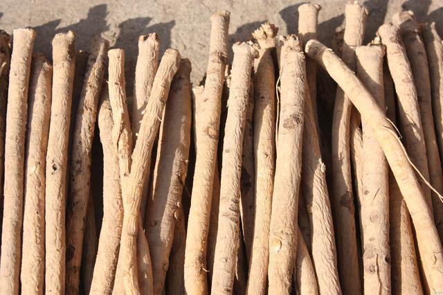 她每天用黄芪泡水喝, 半月后身体发生惊人的变化, 父母不敢相信