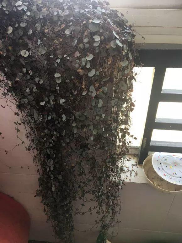 这种多肉爱疯长, 半年窜到2米长, 枝上挂满小土豆!