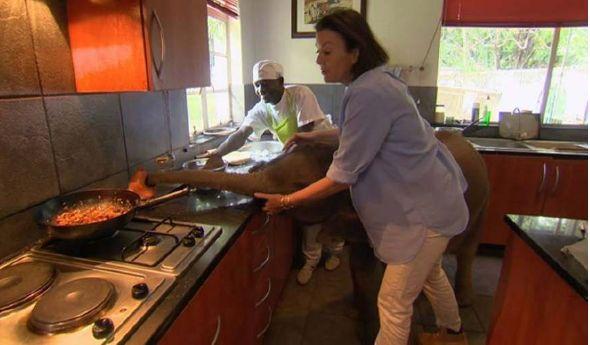 女子野外救起一头幼象, 淘气的大象整天把家里弄得乱糟糟的!