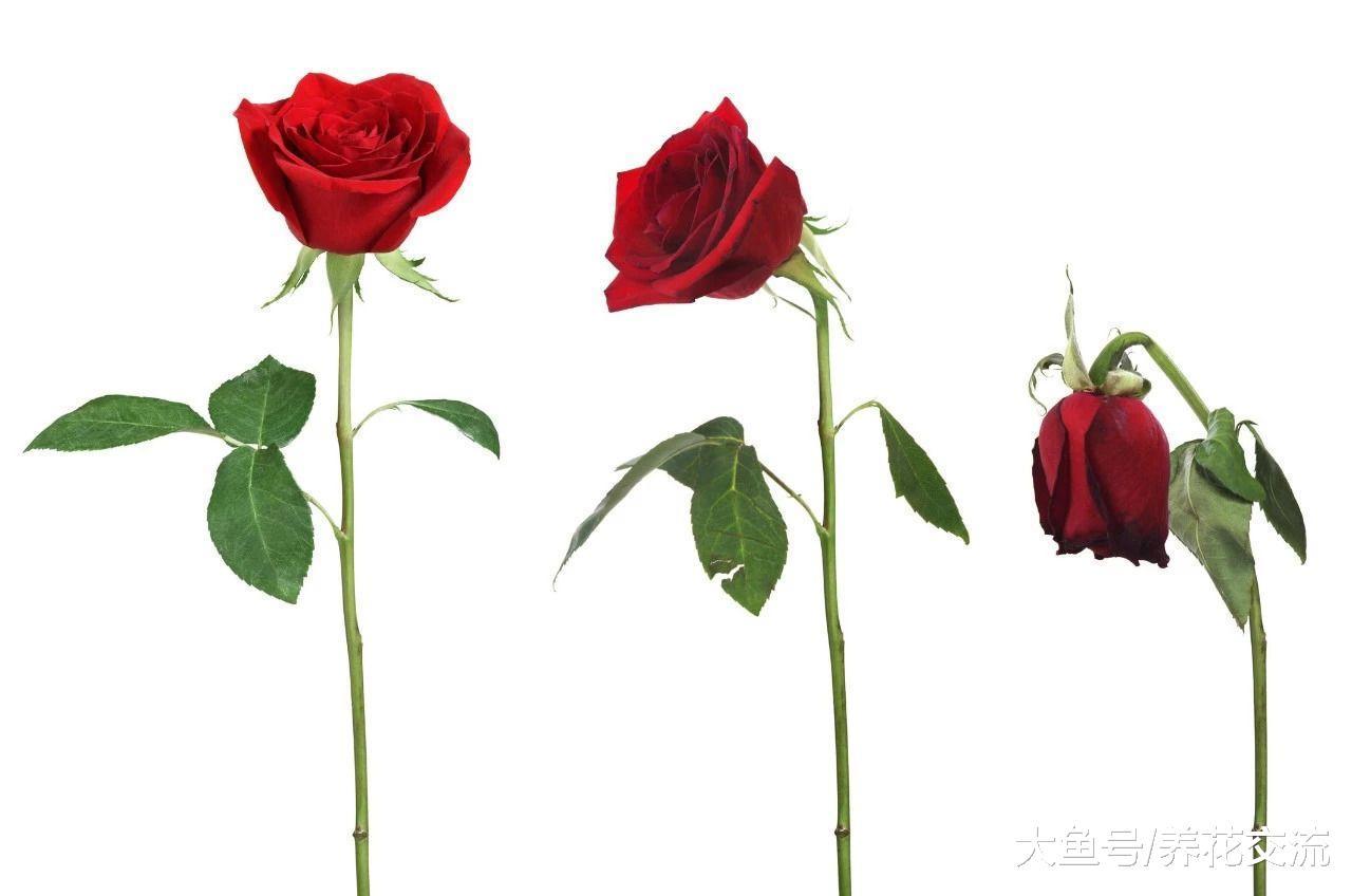 用这五个简单的技巧, 你买来或剪来的鲜花就能保鲜更长时间