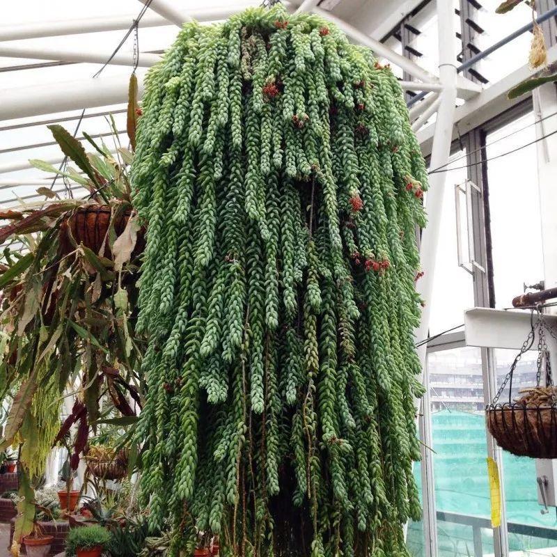 她家的多肉, 一养就成瀑布, 连窗帘都省了!