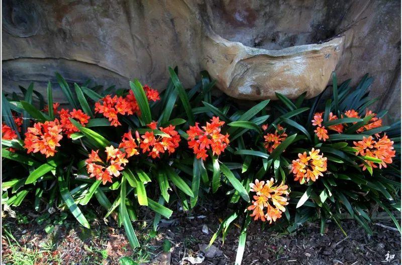 还在发愁君子兰黄叶? 跟着学一招, 开起花来就像大白菜!