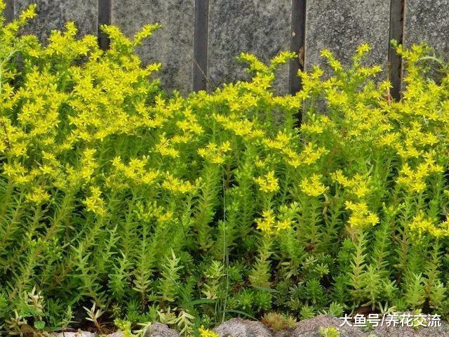 8种特别适合种在院子里的铺地植物, 匍匐长在地上长成花毯子