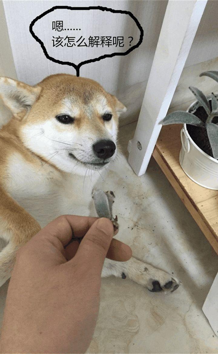 猫狗和花草不可兼得, 到底是有多大的仇, 多大的恨?