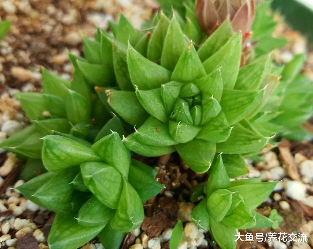 宝草、草玉露用这些技巧养护, 比其他的玉露还好看