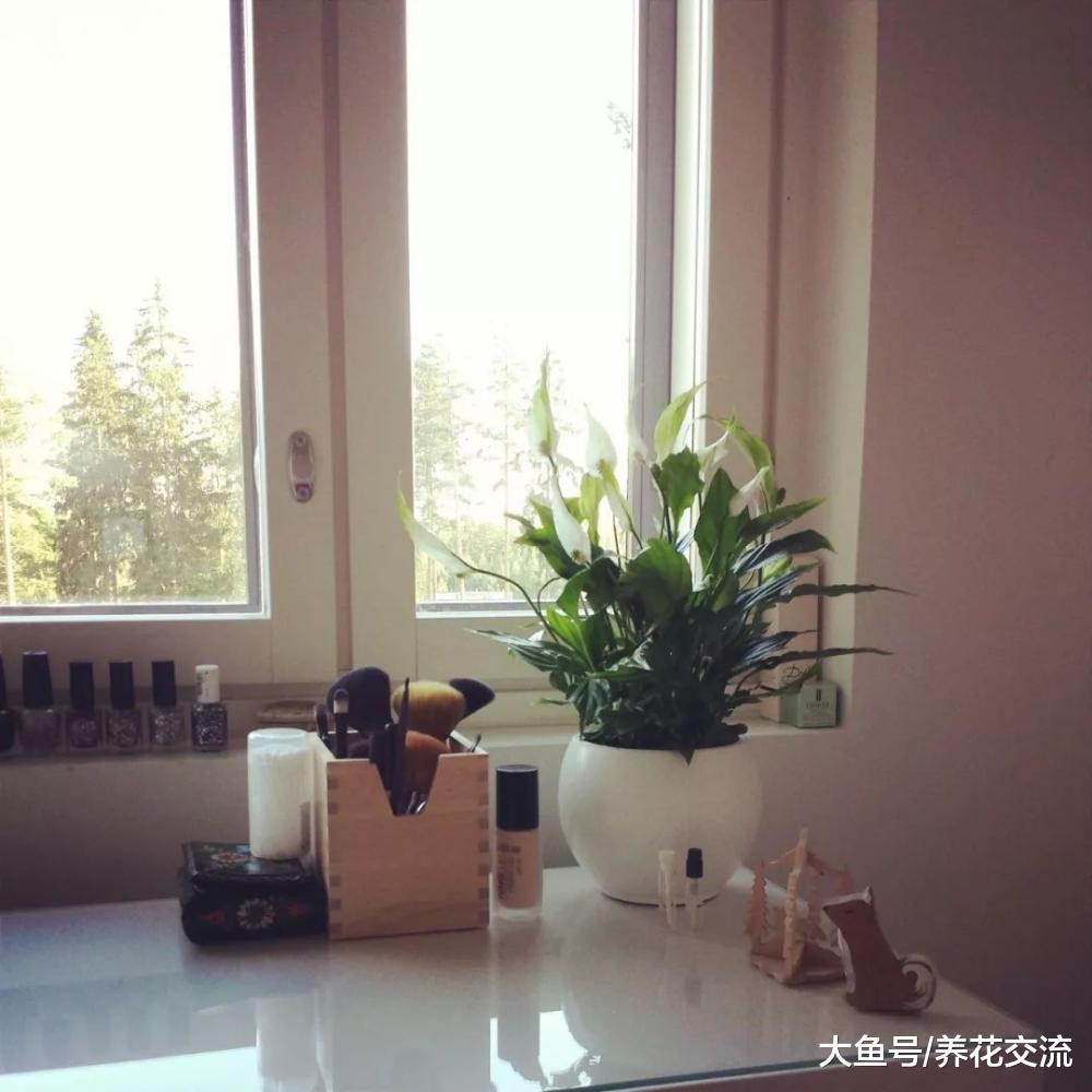 这6种盆栽植物特别适合养卧室里面, 晚上释放氧气, 净化有害气体