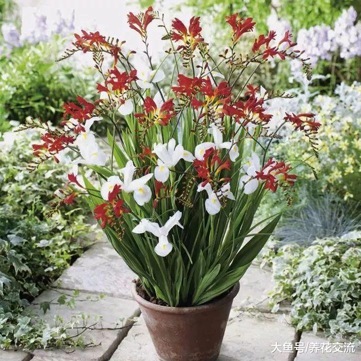 喜欢光照还特耐寒的雄黄兰, 养成盆栽能开满一大盆