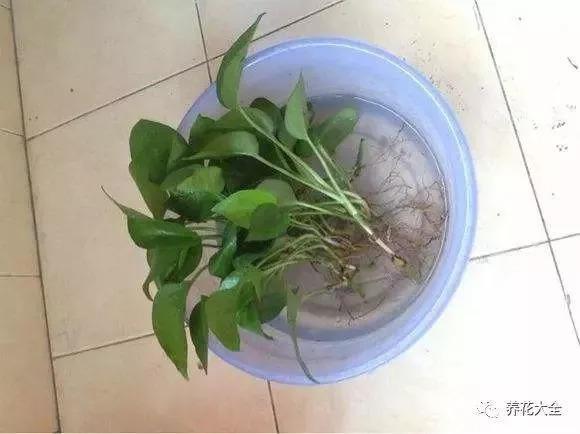 现在不给花换盆, 黄叶落叶不长个, 天一冷就玩完!