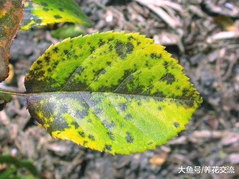 月季花有药罐子的称号, 常见的黑斑病用这些技巧能轻松处理