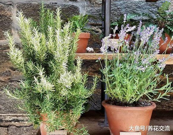 六种特别适合新手照顾的室内植物, 还能去掉家里的奇怪气味